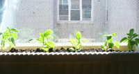  31 Back home to basil.JPG 